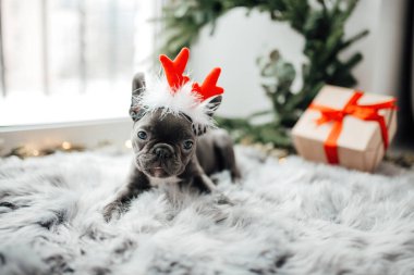 Mavi gözlü, sevimli, genç, Fransız buldog yavrusu Noel 'de evde vakit geçiriyor. Mutlu stil sahibi köpek kılıklı Noel kıyafetleri ile yeni yılı kutluyoruz.