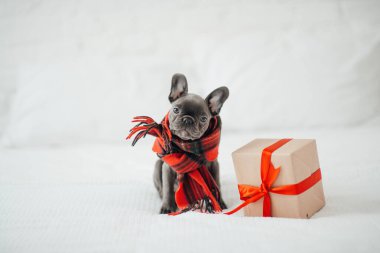 Noel arifesinde Xmas 'ın yanında mavi gözlü sevimli, genç bir buldog yavrusu. Mutlu stil sahibi sevimli köpek evde yeni yıl tatilini kutluyor.