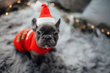 Mavi gözlü, sevimli, genç, Fransız buldog yavrusu Noel 'de evde vakit geçiriyor. Mutlu stil sahibi köpek kılıklı Noel kıyafetleri ile yeni yılı kutluyoruz.