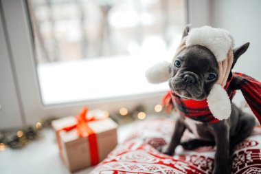 Noel arifesinde Xmas 'ın yanında mavi gözlü sevimli, genç bir buldog yavrusu. Mutlu stil sahibi sevimli köpek evde yeni yıl tatilini kutluyor.