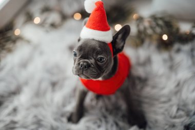 Mavi gözlü, sevimli, genç, Fransız buldog yavrusu Noel 'de evde vakit geçiriyor. Mutlu stil sahibi köpek kılıklı Noel kıyafetleri ile yeni yılı kutluyoruz.