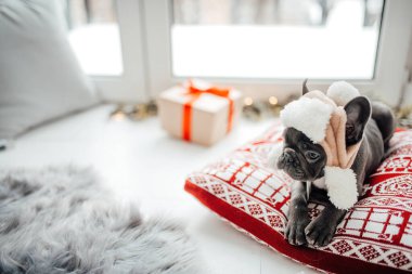 Mavi gözlü, sevimli, genç, Fransız buldog yavrusu Noel 'de evde vakit geçiriyor. Mutlu stil sahibi köpek kılıklı Noel kıyafetleri ile yeni yılı kutluyoruz.