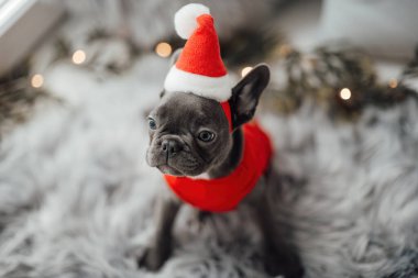 Mavi gözlü, sevimli, genç, Fransız buldog yavrusu Noel 'de evde vakit geçiriyor. Mutlu stil sahibi köpek kılıklı Noel kıyafetleri ile yeni yılı kutluyoruz.
