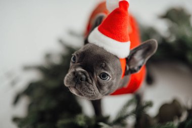 Mavi gözlü, sevimli, genç, Fransız buldog yavrusu Noel 'de evde vakit geçiriyor. Mutlu stil sahibi köpek kılıklı Noel kıyafetleri ile yeni yılı kutluyoruz.