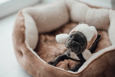 Mavi gözlü, sevimli, genç, Fransız buldog yavrusu Noel 'de evde vakit geçiriyor. Mutlu stil sahibi köpek kılıklı Noel kıyafetleri ile yeni yılı kutluyoruz.