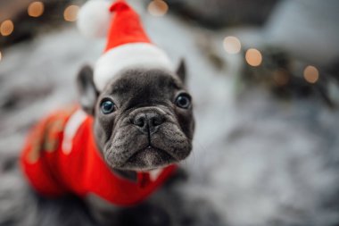Mavi gözlü, sevimli, genç, Fransız buldog yavrusu Noel 'de evde vakit geçiriyor. Mutlu stil sahibi köpek kılıklı Noel kıyafetleri ile yeni yılı kutluyoruz.