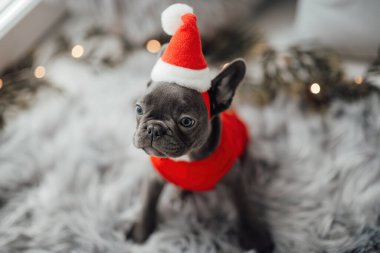 Mavi gözlü, sevimli, genç, Fransız buldog yavrusu Noel 'de evde vakit geçiriyor. Mutlu stil sahibi köpek kılıklı Noel kıyafetleri ile yeni yılı kutluyoruz.