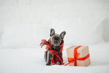 Noel arifesinde Xmas 'ın yanında mavi gözlü sevimli, genç bir buldog yavrusu. Mutlu stil sahibi sevimli köpek evde yeni yıl tatilini kutluyor.