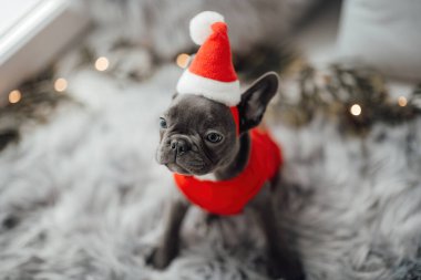 Mavi gözlü, sevimli, genç, Fransız buldog yavrusu Noel 'de evde vakit geçiriyor. Mutlu stil sahibi köpek kılıklı Noel kıyafetleri ile yeni yılı kutluyoruz.