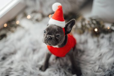 Mavi gözlü, sevimli, genç, Fransız buldog yavrusu Noel 'de evde vakit geçiriyor. Mutlu stil sahibi köpek kılıklı Noel kıyafetleri ile yeni yılı kutluyoruz.