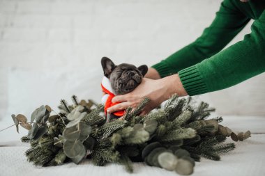 Mavi gözlü, sevimli, genç, Fransız buldog yavrusu Noel 'de evde vakit geçiriyor. Mutlu stil sahibi köpek kılıklı Noel kıyafetleri ile yeni yılı kutluyoruz.