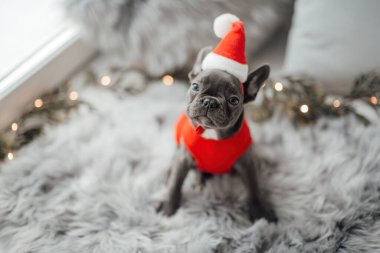 Mavi gözlü, sevimli, genç, Fransız buldog yavrusu Noel 'de evde vakit geçiriyor. Mutlu stil sahibi köpek kılıklı Noel kıyafetleri ile yeni yılı kutluyoruz.