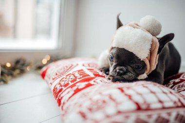 Noel arifesinde Xmas 'ın yanında mavi gözlü sevimli, genç bir buldog yavrusu. Mutlu stil sahibi sevimli köpek evde yeni yıl tatilini kutluyor.