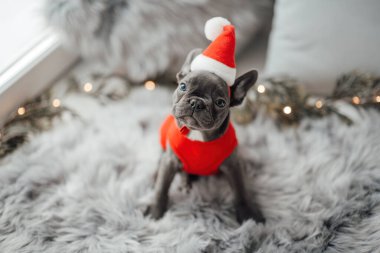 Mavi gözlü, sevimli, genç, Fransız buldog yavrusu Noel 'de evde vakit geçiriyor. Mutlu stil sahibi köpek kılıklı Noel kıyafetleri ile yeni yılı kutluyoruz.
