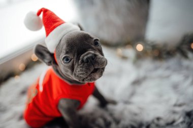 Mavi gözlü, sevimli, genç, Fransız buldog yavrusu Noel 'de evde vakit geçiriyor. Mutlu stil sahibi köpek kılıklı Noel kıyafetleri ile yeni yılı kutluyoruz.