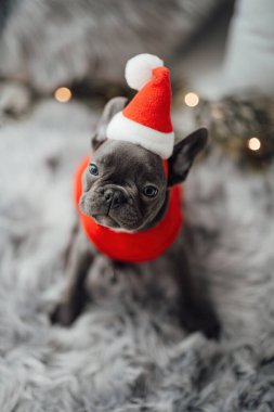 Mavi gözlü, sevimli, genç, Fransız buldog yavrusu Noel 'de evde vakit geçiriyor. Mutlu stil sahibi köpek kılıklı Noel kıyafetleri ile yeni yılı kutluyoruz.