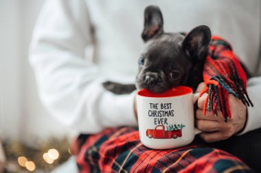 Mavi gözlü, sevimli, genç, Fransız buldog yavrusu Noel 'de ev sahibiyle vakit geçiriyor. Mutlu stil sahibi köpek kılıklı Noel kıyafetleri ile yeni yılı kutluyoruz.