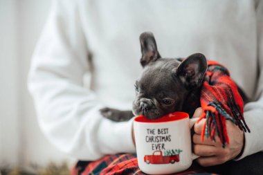 Mavi gözlü, sevimli, genç, Fransız buldog yavrusu Noel 'de ev sahibiyle vakit geçiriyor. Mutlu stil sahibi köpek kılıklı Noel kıyafetleri ile yeni yılı kutluyoruz.