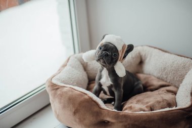 Mavi gözlü, sevimli, genç, Fransız buldog yavrusu Noel 'de evde vakit geçiriyor. Mutlu stil sahibi köpek kılıklı Noel kıyafetleri ile yeni yılı kutluyoruz.