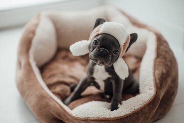 Mavi gözlü, sevimli, genç, Fransız buldog yavrusu Noel 'de evde vakit geçiriyor. Mutlu stil sahibi köpek kılıklı Noel kıyafetleri ile yeni yılı kutluyoruz.