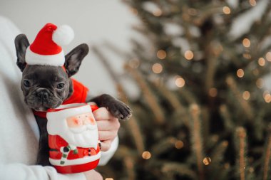 Mavi gözlü, sevimli, genç, Fransız buldog yavrusu Noel 'de ev sahibiyle vakit geçiriyor. Mutlu stil sahibi köpek kılıklı Noel kıyafetleri ile yeni yılı kutluyoruz.