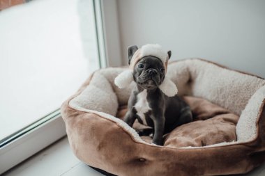 Mavi gözlü, sevimli, genç, Fransız buldog yavrusu Noel 'de evde vakit geçiriyor. Mutlu stil sahibi köpek kılıklı Noel kıyafetleri ile yeni yılı kutluyoruz.