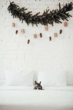 Mavi gözlü, şirin, genç, Fransız buldog yavrusu Noel arifesinde vakit geçiriyor. Mutlu stil sahibi sevimli köpek evde yeni yıl tatilini kutluyor.