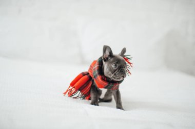 Mavi gözlü, sevimli, genç, Fransız buldog yavrusu Noel 'de evde vakit geçiriyor. Mutlu stil sahibi köpek kılıklı Noel kıyafetleri ile yeni yılı kutluyoruz.