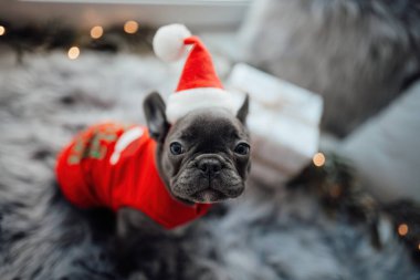 Mavi gözlü, sevimli, genç, Fransız buldog yavrusu Noel 'de evde vakit geçiriyor. Mutlu stil sahibi köpek kılıklı Noel kıyafetleri ile yeni yılı kutluyoruz.