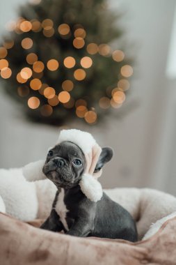 Mavi gözlü, sevimli, genç, Fransız buldog yavrusu Noel 'de evde vakit geçiriyor. Mutlu stil sahibi köpek kılıklı Noel kıyafetleri ile yeni yılı kutluyoruz.