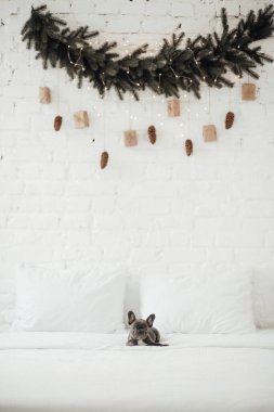 Mavi gözlü, şirin, genç, Fransız buldog yavrusu Noel arifesinde vakit geçiriyor. Mutlu stil sahibi sevimli köpek evde yeni yıl tatilini kutluyor.