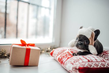 Noel arifesinde Xmas 'ın yanında mavi gözlü sevimli, genç bir buldog yavrusu. Mutlu stil sahibi sevimli köpek evde yeni yıl tatilini kutluyor.