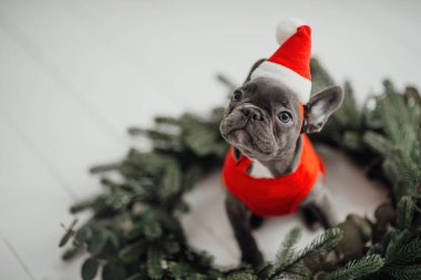Mavi gözlü, sevimli, genç, Fransız buldog yavrusu Noel 'de evde vakit geçiriyor. Mutlu stil sahibi köpek kılıklı Noel kıyafetleri ile yeni yılı kutluyoruz.