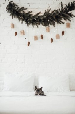 Mavi gözlü, şirin, genç, Fransız buldog yavrusu Noel arifesinde vakit geçiriyor. Mutlu stil sahibi sevimli köpek evde yeni yıl tatilini kutluyor.