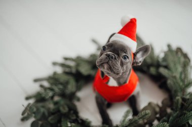 Mavi gözlü, sevimli, genç, Fransız buldog yavrusu Noel 'de evde vakit geçiriyor. Mutlu stil sahibi köpek kılıklı Noel kıyafetleri ile yeni yılı kutluyoruz.