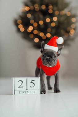 Noel arifesinde Xmas tahta takvimi takvimiyle mavi gözlü sevimli, genç bir buldog yavrusu. Mutlu stil sahibi sevimli köpek evde yeni yıl tatilini kutluyor.