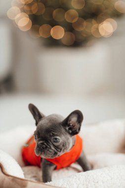 Mavi gözlü, sevimli, genç, Fransız buldog yavrusu Noel 'de evde vakit geçiriyor. Mutlu stil sahibi köpek kılıklı Noel kıyafetleri ile yeni yılı kutluyoruz.