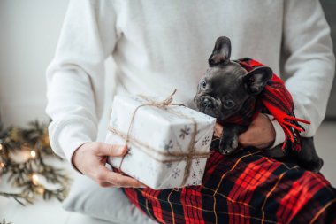 Mavi gözlü, sevimli, genç, Fransız buldog yavrusu Noel 'de ev sahibiyle vakit geçiriyor. Mutlu stil sahibi köpek kılıklı Noel kıyafetleri ile yeni yılı kutluyoruz.