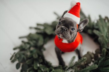 Mavi gözlü, sevimli, genç, Fransız buldog yavrusu Noel 'de evde vakit geçiriyor. Mutlu stil sahibi köpek kılıklı Noel kıyafetleri ile yeni yılı kutluyoruz.