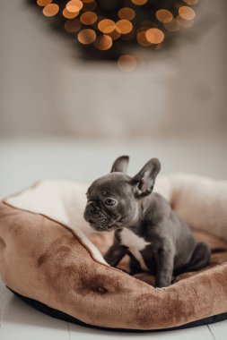 Mavi gözlü, şirin, genç, Fransız buldog yavrusu Noel arifesinde vakit geçiriyor. Mutlu stil sahibi sevimli köpek evde yeni yıl tatilini kutluyor.