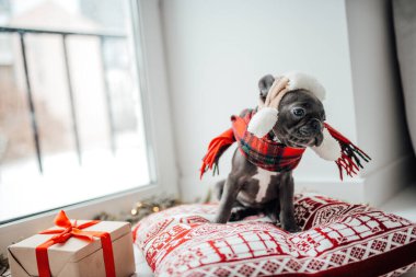 Noel arifesinde Xmas 'ın yanında mavi gözlü sevimli, genç bir buldog yavrusu. Mutlu stil sahibi sevimli köpek evde yeni yıl tatilini kutluyor.