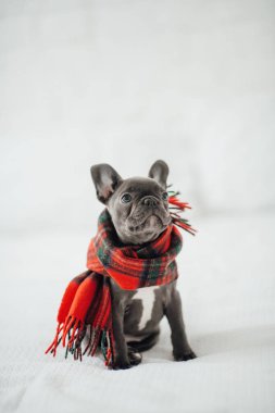 Mavi gözlü, sevimli, genç, Fransız buldog yavrusu Noel 'de evde vakit geçiriyor. Mutlu stil sahibi köpek kılıklı Noel kıyafetleri ile yeni yılı kutluyoruz.