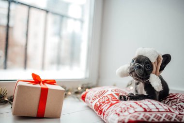 Noel arifesinde Xmas 'ın yanında mavi gözlü sevimli, genç bir buldog yavrusu. Mutlu stil sahibi sevimli köpek evde yeni yıl tatilini kutluyor.