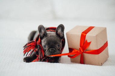 Noel arifesinde Xmas 'ın yanında mavi gözlü sevimli, genç bir buldog yavrusu. Mutlu stil sahibi sevimli köpek evde yeni yıl tatilini kutluyor.