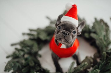 Mavi gözlü, sevimli, genç, Fransız buldog yavrusu Noel 'de evde vakit geçiriyor. Mutlu stil sahibi köpek kılıklı Noel kıyafetleri ile yeni yılı kutluyoruz.