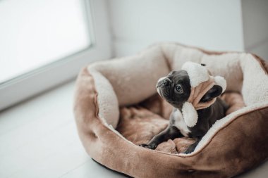 Mavi gözlü, sevimli, genç, Fransız buldog yavrusu Noel 'de evde vakit geçiriyor. Mutlu stil sahibi köpek kılıklı Noel kıyafetleri ile yeni yılı kutluyoruz.