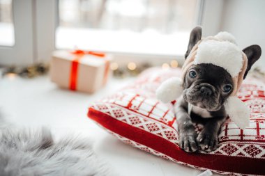 Mavi gözlü, sevimli, genç, Fransız buldog yavrusu Noel 'de evde vakit geçiriyor. Mutlu stil sahibi köpek kılıklı Noel kıyafetleri ile yeni yılı kutluyoruz.