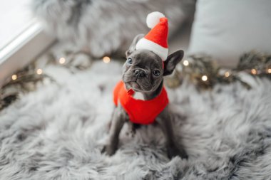 Mavi gözlü, sevimli, genç, Fransız buldog yavrusu Noel 'de evde vakit geçiriyor. Mutlu stil sahibi köpek kılıklı Noel kıyafetleri ile yeni yılı kutluyoruz.