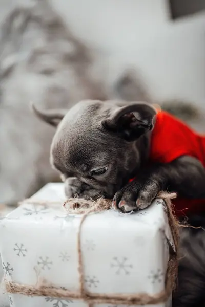 Cute young french bulldog puppy with blue eyes with Xmas present in holiday Christmas setting. Happy stylish adorable pet doggy celebrating New Year winter vacations at home