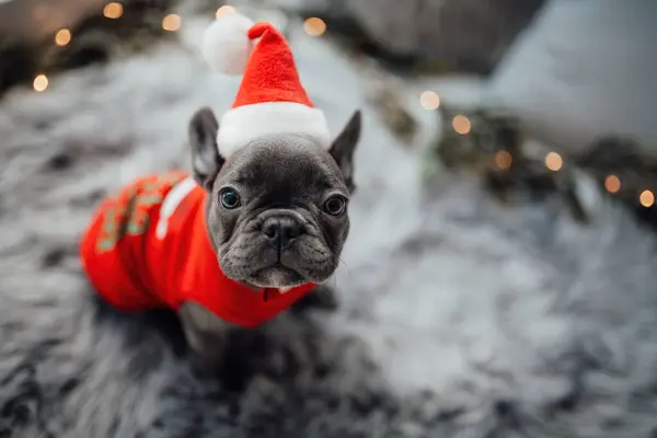 かわいい若いフランスのブルドッグの子犬は 自宅の休日のクリスマスの設定で時間を費やしています ハッピースタイリッシュなペット犬は 新年の冬の休暇を祝うXmas服を着ました — ストック写真